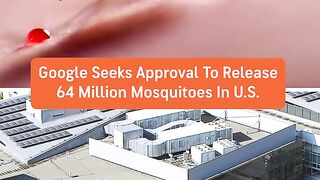 Google seeks EPA approval to release over 64 million mosquitoes in the US
