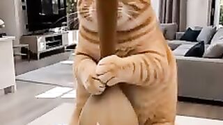 Funny video