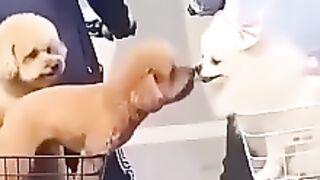 Pappy video