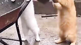 Cute animals working