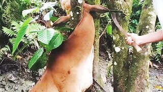 The Animal A Very Sad Situations ????????