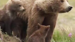 grazzly bear