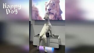 Funny animals - Funny cats / dogs - Funny animal videos #90