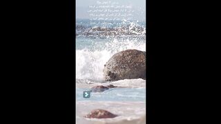 Hadees e Nabvi
