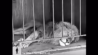 Charlie_Chaplin_The_Lion's Cage