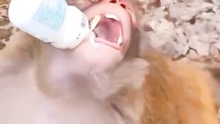 Monkey feeding
