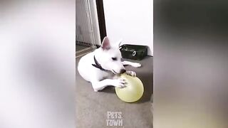 Funny Dog Videos: Pets That Are Just Too Stupid | Pets Town