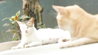 MY Sweet Cat