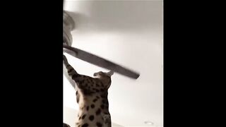 Funny video, pets funny video,cats funny video