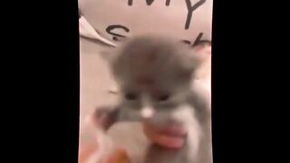 Arabic Cats Name
