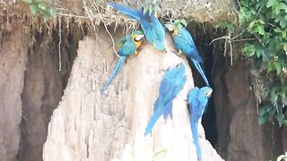 Macaw parrot