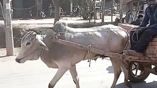 Bull Cart | Bail Gaadee