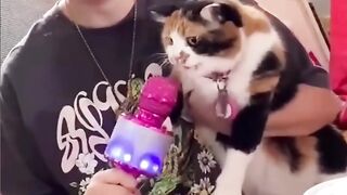 Приколы-с-котами-Смешная-подборка-прикол_38.