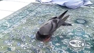 سر جھکانے کی فرصت ملے گی کسے????خود ہی پلکوں سے سجدے ٹپک???? جائیں گے۔.