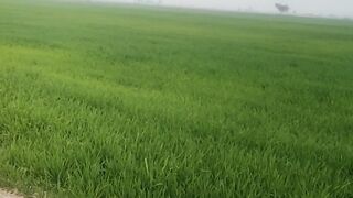 Enjoying lush green fields and weather