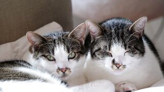Beautiful cats animals ????
