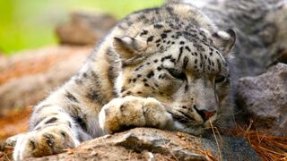 A Wild Goat Saves her Child From Snow Leopard (Amazing Documentary)