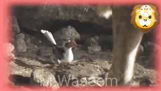animal animated movie dubbed in Hindi Urdu part(2)2023