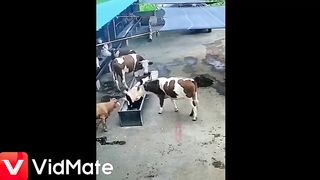 Funny fail  videos