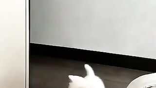 A spoiled cat asking for milk #viralshorts #fyp