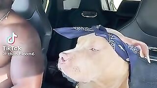 His name should be Tupaw #dog #funny #americanbully