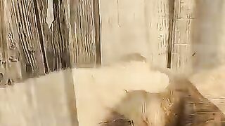 The Way This Dog Apologizes Is Truly Heartwarming #funny