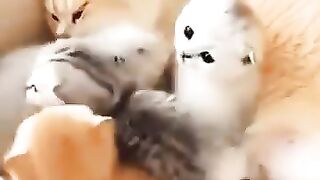 This kid can't sit still #cat #entertainmentwarehouse #funny #shortvideo #videoshort #funnycat #funny