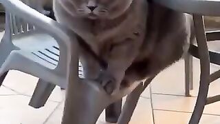 Mr. Abu Gets Angry - angry #catdenier #2026short