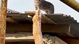 Funny video