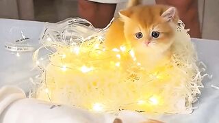Best Pick: ???? This Tiny Kitten Chose a Baby as Its Best Friend! ❤️???? #Shorts