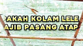 Apakah kolam lele wajib pasang atap❓