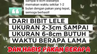 Dari bibit 2-3cm sampai 6-8cm Berapa lama habis pakan berapa❓