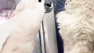 Cats VS Birds