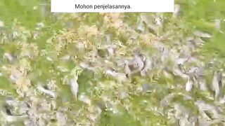 Saran saya untuk para pembenih ikan lele❗Jaga nama baik