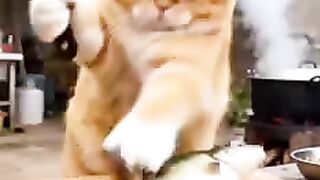 Funny video