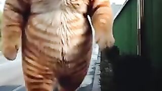 Short video 161
