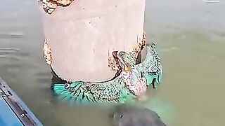 Suddenly, I found a parrot trapped in the water. #animalrescue #parrot #rescueefforts