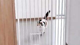 Fat Cat Can't Jump Over the Fence #shorts #cat #kucing #animals #funny #pets #kitten #cute