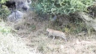Leopard Safari Jawai Sena.mp4.2026