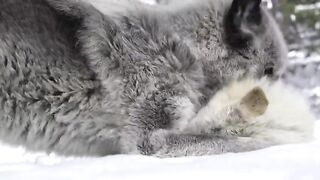 Wolves Say I Love You.mp4.2026