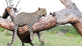 Leopard On Fallen Tree.mp4.2026