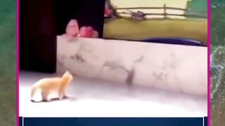 kucing lari