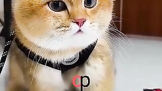 Oyen gets adorably angrier, the latest viral cat #vidioviral #funnycats #cutecat #op.