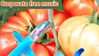 Musical copyright free music