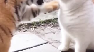 kelakuan si oyen bikin ngakak #kucing #kucinglucu #kucingberantem #cat #funny #shorts#cutecat #op.