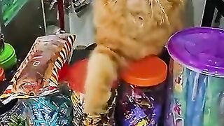 when the cat becomes the shop guard CAT