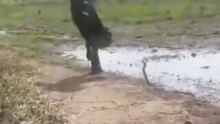 PERTARUNGAN ABAD