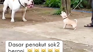 The little dog wants to fight but is scared
