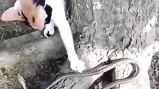 The cat isn’t scared at all