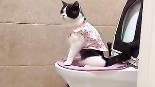 A smart cat poops in the toilet